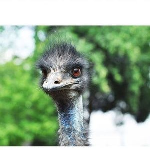 Meet your Posher, William